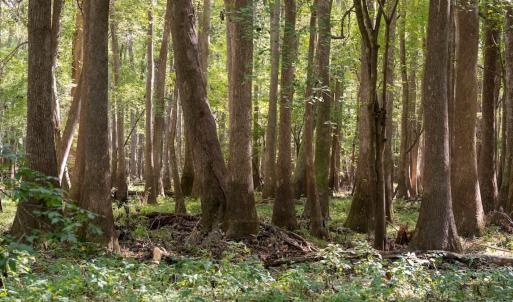 Photo #2 of Off Spring Hill Road & Off Hwy 561, Scotland Neck, NC 588.4 acres