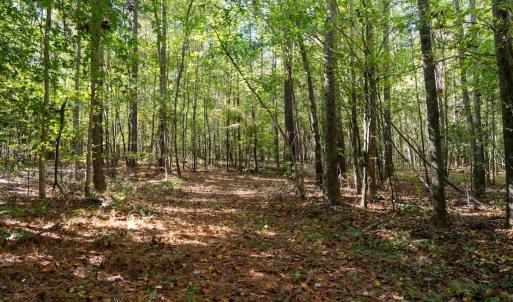 Photo #40 of Off Spring Hill Road & Off Hwy 561, Scotland Neck, NC 588.4 acres