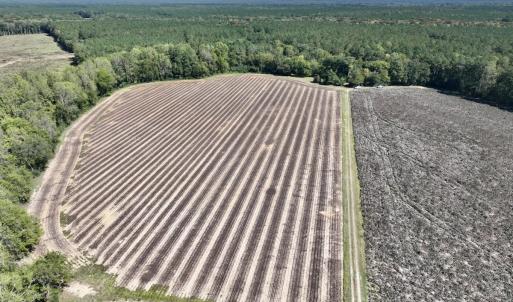 Photo #43 of Off Spring Hill Road & Off Hwy 561, Scotland Neck, NC 588.4 acres