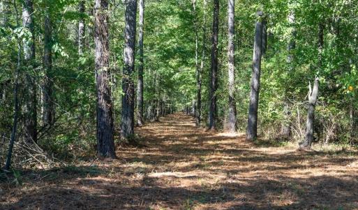 Photo #51 of Off Spring Hill Road & Off Hwy 561, Scotland Neck, NC 588.4 acres