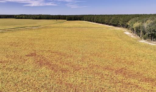 Photo #56 of Off Spring Hill Road & Off Hwy 561, Scotland Neck, NC 588.4 acres