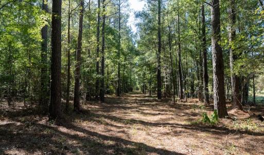 Photo #58 of Off Spring Hill Road & Off Hwy 561, Scotland Neck, NC 588.4 acres