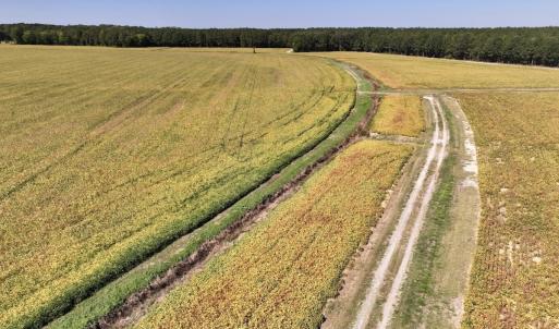Photo #63 of Off Spring Hill Road & Off Hwy 561, Scotland Neck, NC 588.4 acres