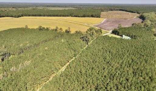 Photo #69 of Off Spring Hill Road & Off Hwy 561, Scotland Neck, NC 588.4 acres