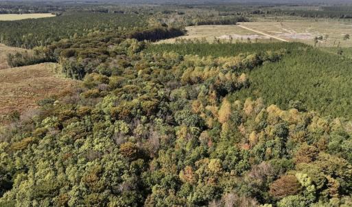 Photo #75 of Off Spring Hill Road & Off Hwy 561, Scotland Neck, NC 588.4 acres