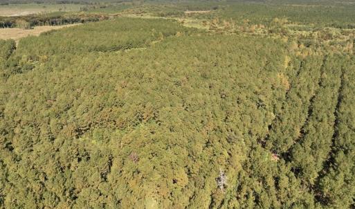 Photo #77 of Off Spring Hill Road & Off Hwy 561, Scotland Neck, NC 588.4 acres