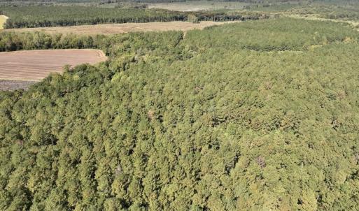Photo #78 of Off Spring Hill Road & Off Hwy 561, Scotland Neck, NC 588.4 acres
