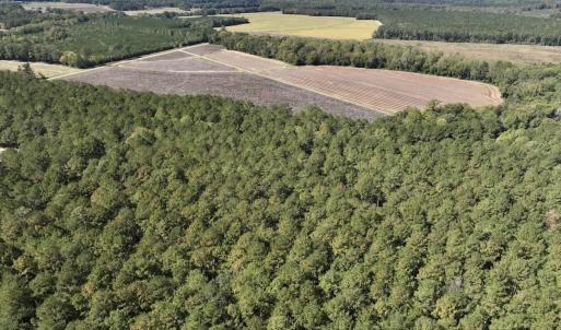 Photo #79 of Off Spring Hill Road & Off Hwy 561, Scotland Neck, NC 588.4 acres