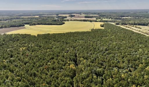 Photo #80 of Off Spring Hill Road & Off Hwy 561, Scotland Neck, NC 588.4 acres