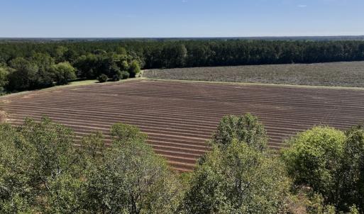 Photo #83 of Off Spring Hill Road & Off Hwy 561, Scotland Neck, NC 588.4 acres