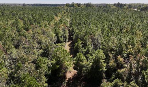 Photo #11 of Off W Wards Bridge Rd, Warsaw, NC 60.8 acres