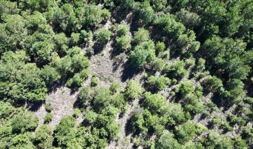 Photo #13 of Off W Wards Bridge Rd, Warsaw, NC 60.8 acres