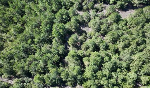 Photo #14 of Off W Wards Bridge Rd, Warsaw, NC 60.8 acres