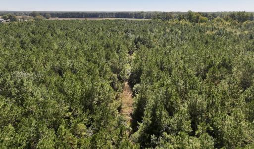Photo #15 of Off W Wards Bridge Rd, Warsaw, NC 60.8 acres