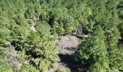 Photo #20 of Off W Wards Bridge Rd, Warsaw, NC 60.8 acres