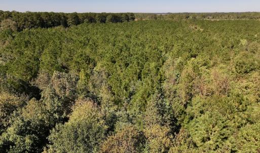 Photo #21 of Off W Wards Bridge Rd, Warsaw, NC 60.8 acres