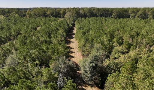 Photo #22 of Off W Wards Bridge Rd, Warsaw, NC 60.8 acres