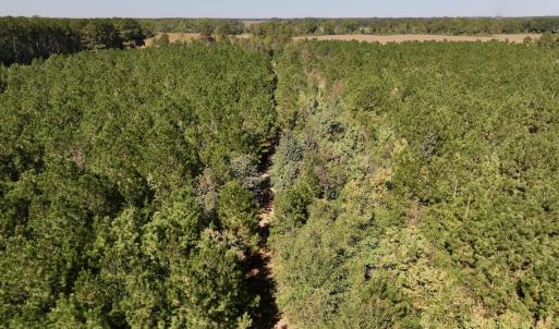 Photo #23 of Off W Wards Bridge Rd, Warsaw, NC 60.8 acres