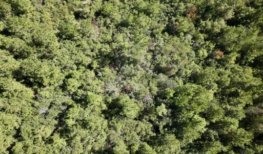 Photo #24 of Off W Wards Bridge Rd, Warsaw, NC 60.8 acres