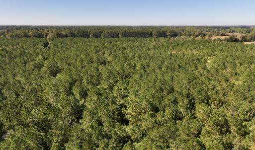 Photo #28 of Off W Wards Bridge Rd, Warsaw, NC 60.8 acres