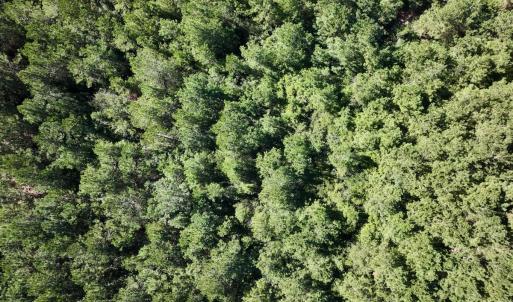 Photo #29 of Off W Wards Bridge Rd, Warsaw, NC 60.8 acres