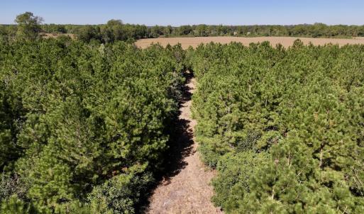 Photo #9 of Off W Wards Bridge Rd, Warsaw, NC 60.8 acres