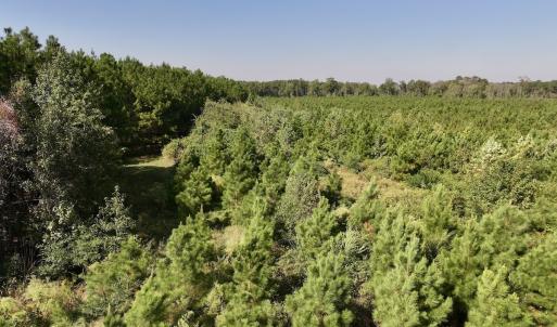 Photo #14 of Off of Earnest Loftin Road, Ayden, NC 43.6 acres