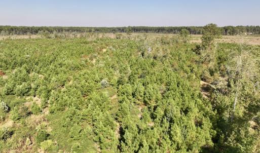 Photo #15 of Off of Earnest Loftin Road, Ayden, NC 43.6 acres