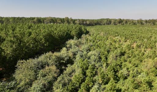 Photo #16 of Off of Earnest Loftin Road, Ayden, NC 43.6 acres