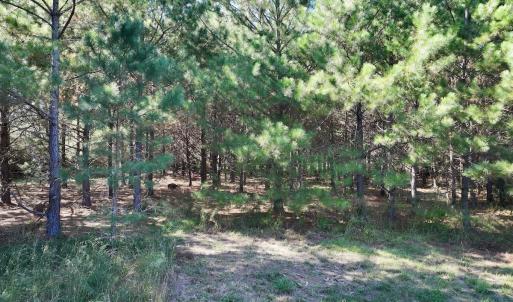 Photo #17 of Off of Earnest Loftin Road, Ayden, NC 43.6 acres