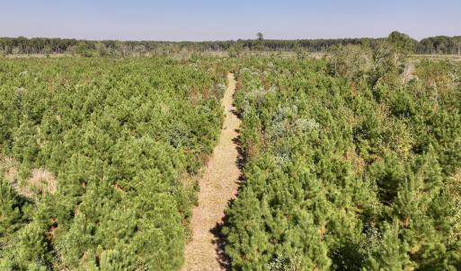 Photo #18 of Off of Earnest Loftin Road, Ayden, NC 43.6 acres