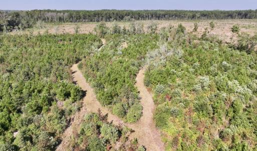 Photo #19 of Off of Earnest Loftin Road, Ayden, NC 43.6 acres