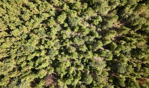 Photo #23 of Off of Earnest Loftin Road, Ayden, NC 43.6 acres