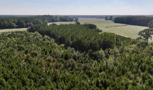 Photo #24 of Off of Earnest Loftin Road, Ayden, NC 43.6 acres