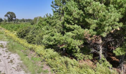 Photo #27 of Off of Earnest Loftin Road, Ayden, NC 43.6 acres