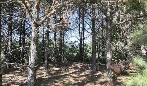 Photo #29 of Off of Earnest Loftin Road, Ayden, NC 43.6 acres