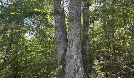 Photo #14 of  Off of Secretarys Sand Rd, Schuyler, VA 6.9 acres