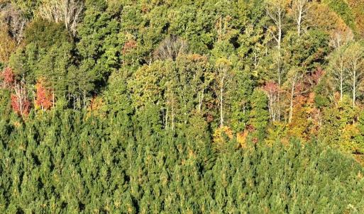 Photo #16 of  Off of Secretarys Sand Rd, Schuyler, VA 6.9 acres