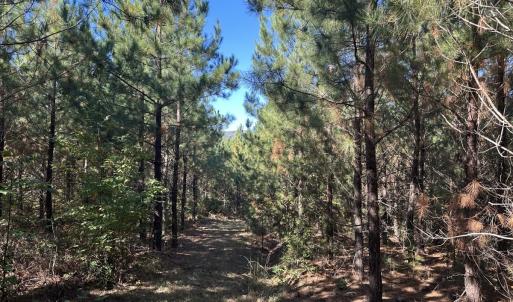 Photo #22 of  Off of Secretarys Sand Rd, Schuyler, VA 6.9 acres