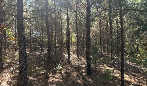 Photo #43 of  Off of Secretarys Sand Rd, Schuyler, VA 6.9 acres