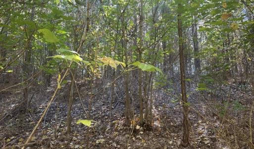 Photo #44 of  Off of Secretarys Sand Rd, Schuyler, VA 6.9 acres