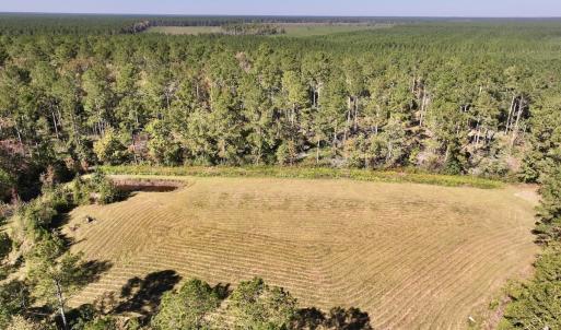Photo #17 of 8004 White Oak River Road, Maysville, NC 117.3 acres