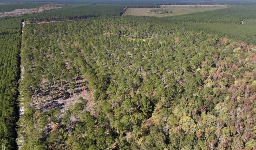 Photo #4 of 8004 White Oak River Road, Maysville, NC 117.3 acres