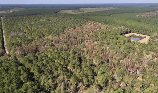 Photo #5 of 8004 White Oak River Road, Maysville, NC 117.3 acres
