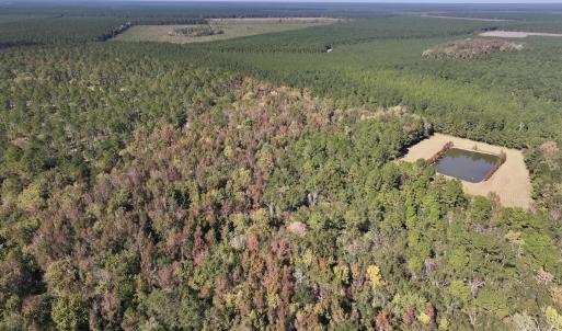 Photo #7 of 8004 White Oak River Road, Maysville, NC 117.3 acres