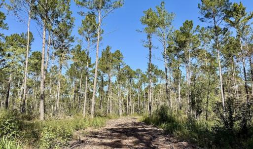 Photo #31 of 8004 White Oak River Road, Maysville, NC 117.3 acres