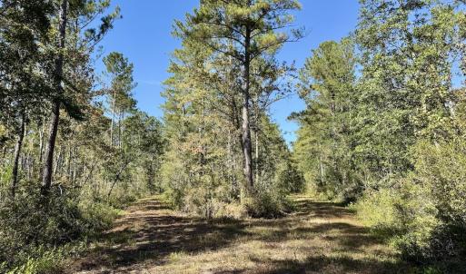 Photo #33 of 8004 White Oak River Road, Maysville, NC 117.3 acres