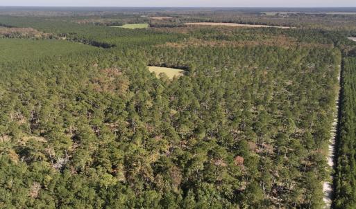 Photo #34 of 8004 White Oak River Road, Maysville, NC 117.3 acres