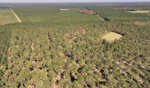Photo #35 of 8004 White Oak River Road, Maysville, NC 117.3 acres