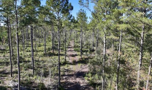 Photo #40 of 8004 White Oak River Road, Maysville, NC 117.3 acres